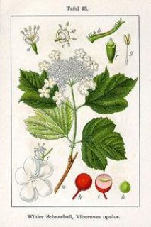 Viburnum_opulus